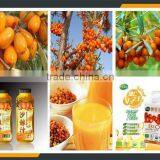 Leader High Efficiency Sea Buckthorn Fruit Juice Production Machine thumbnail-6