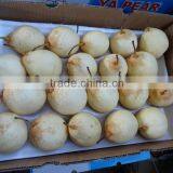 Fresh Pears/New Fresh ya Pear/Fresh ya Pear thumbnail-4