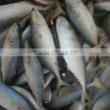 INDIAN MACKEREL thumbnail-1