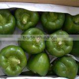 FRESH SWEET PEPPER / BELL PEPPER +84963818434 Whatsapp thumbnail-2