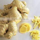 Competitive Price Wholesale Fresh Young Ginger thumbnail-2