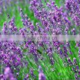 Rosemary Rosmarinus Officinalis Midiexiang thumbnail-1