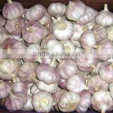 Fresh Style White Garlic From Cold Storage thumbnail-2