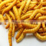Freeze Dried Meals Sold on thumbnail-3