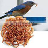 Dried Mealworm for Backyard Bird and Chicken thumbnail-2
