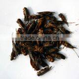 Freeze Dried Crickets, Bird & Reptiles Pet Food thumbnail-1