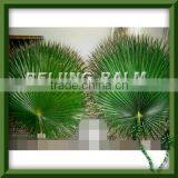 Dry Palm Frond,preserved Palm Frond,artificial Leaf thumbnail-1