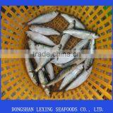 Frozen Whole Round Sardine thumbnail-2