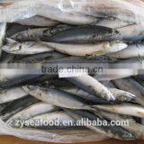New Cargo Raw Clean Frozen Pacific Mackerel From FAO 61 thumbnail-2