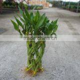 Lucky Bamboo ( Dracaena Sanderiana) Cage Shape thumbnail-6