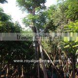 Hot Sale Outdoor Large Delonix Regia Tree