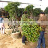 Ficus Irregularis Cage Shape Packing thumbnail-1