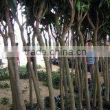 Mangifera Indica Tropical Fruit Trees thumbnail-5