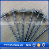 galvanized or polished common iron nails(factory)