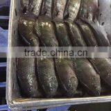 Frozen Tilapia Whole Round thumbnail-3