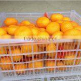 Fresh Seedless Lime Orange Fresh Fruit thumbnail-1