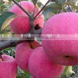 88# Fresh Fuji Apple thumbnail-2