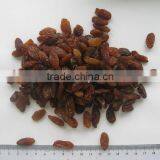 China Suppliers Best Price Green Raisin From Xinjiang thumbnail-4