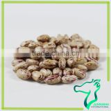Wholesale American Round Light Speckled Kidney Beans