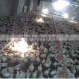 Auto Screw Feeder Type and Chicken Use Pan Feeding Line for Broiler