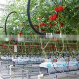 Hydroponic Growing Greenhouse thumbnail-3