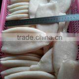 Frozen Fresh New Produced U5 Squid Tube thumbnail-3