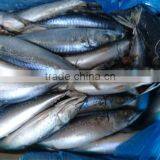 BQF New Catch Size 400/600 g Sea Frozen Pacific Mackerel thumbnail-4