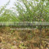 Prunus Serrulata Cold Hardy Trees thumbnail-3