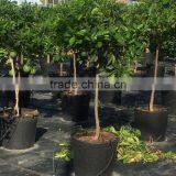Citrus Latifolia - Lime Tree thumbnail-6