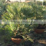 Chamaerops Humilis Cerifera thumbnail-2