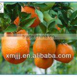 Yongchun Lugan Orange thumbnail-5