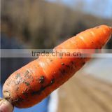 Hot selling fresh crisp red carrots for sale