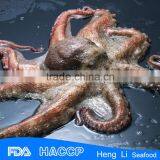 Fishing Octopus for Sale thumbnail-2