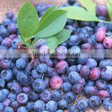 100% Pure Black Currant Seed Oil thumbnail-1