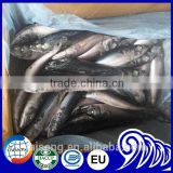 Top Quality Factory whole sale Mackerel fish scomberJaponicus with white belly