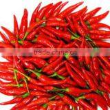 Chilli Teja-with Stem thumbnail-1