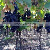 Black seedless Grapes