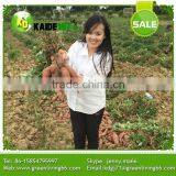 Greenliving Fresh Sweet Potato thumbnail-1