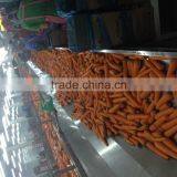 Chinese Fresh Carrot With Cheap Price thumbnail-4