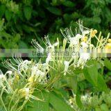 Hot-sale Best-quality Organic Herbal Extract Honeysuckle Flower Extract Powder With 5% Chlorogenic Acid