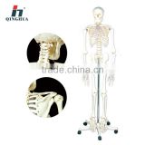 Model of human skeleton 170cm medical model
