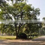 Indian Bija Foretsry Tree Seeds Pterocarpus Marsupium Rajasthan Asia thumbnail-2