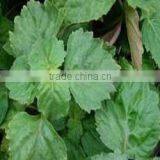 Natural Indonesia Patchouli Essential Oil thumbnail-1