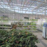 Tomato Greenhouses Structure With Hydroponic System thumbnail-1