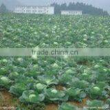 Freeze Dried Mealworms thumbnail-4