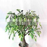 Mini Fake Banyan Bonsai thumbnail-1