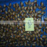 Frozen Baigai ( (Babylonia Formosae) thumbnail-1