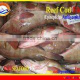 FROZEN REEF COD FISH WHOLE ROUND thumbnail-4