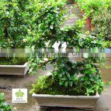 Carmona Microphylla Bosnai Export thumbnail-1