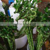 Natural Lucky Bamboo A Grade Cut Fresh From Yunnan thumbnail-2